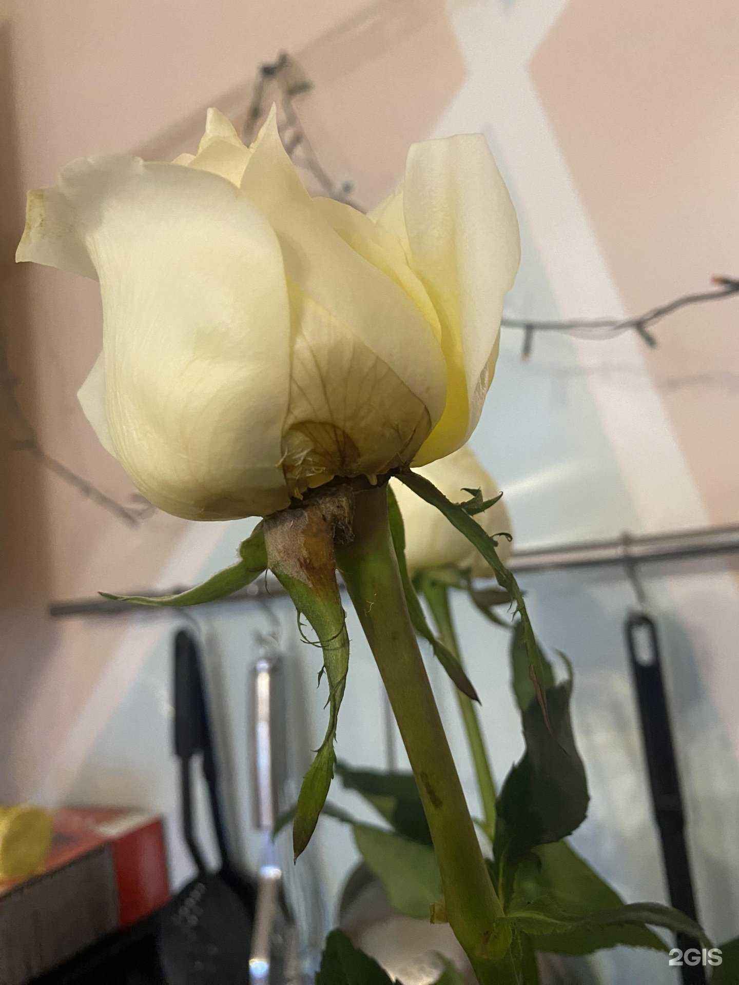 Отзывы на компанию Roza vam в Новосибирске c фото