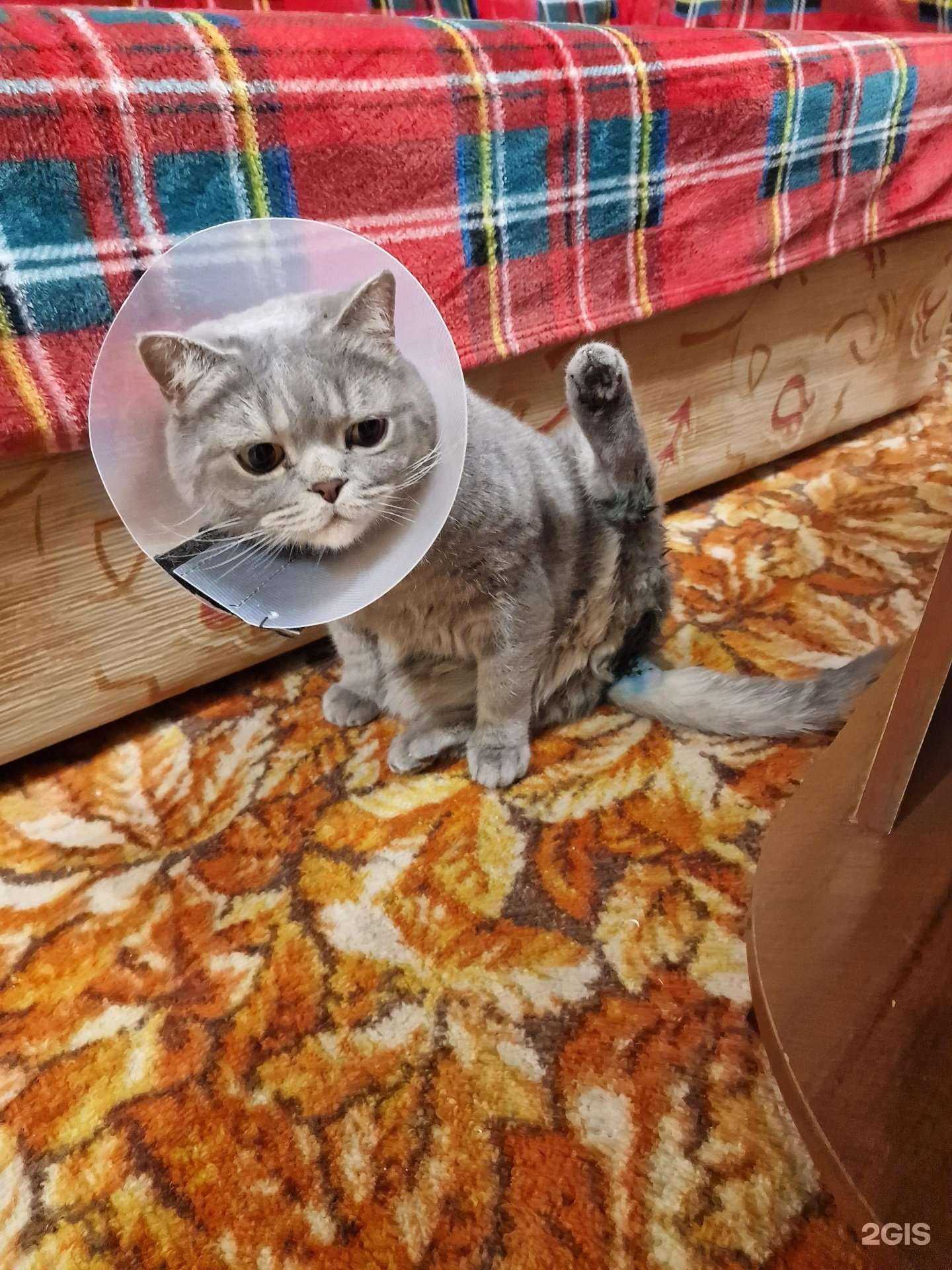 Отзывы на компанию Альфа-вет в Петропавловске-Камчатском c фото