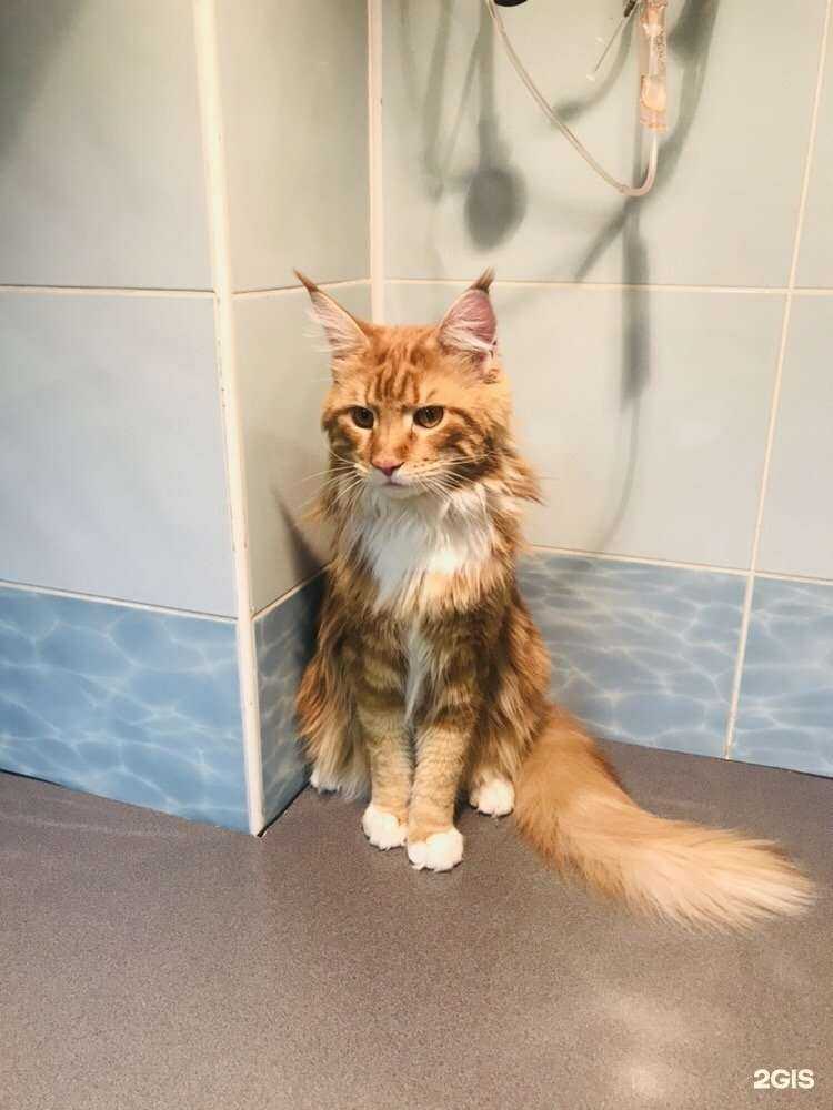 Отзывы на компанию Кот и пёс в г. Барнаул c фото