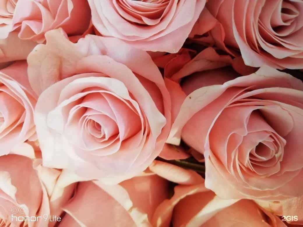 Отзывы на компанию Арт Флора в Ставрополе c фото