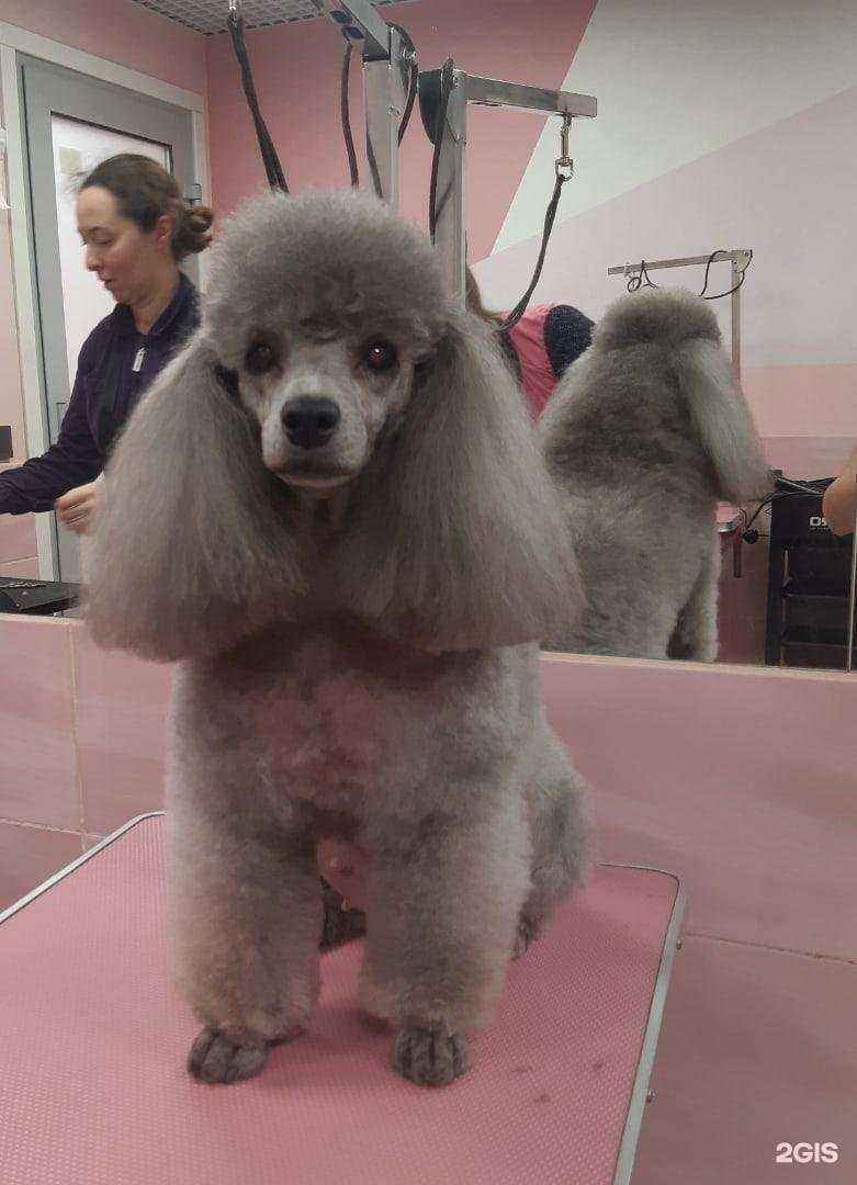 Отзывы на компанию Ушастые Модники в г. Сыктывкар c фото