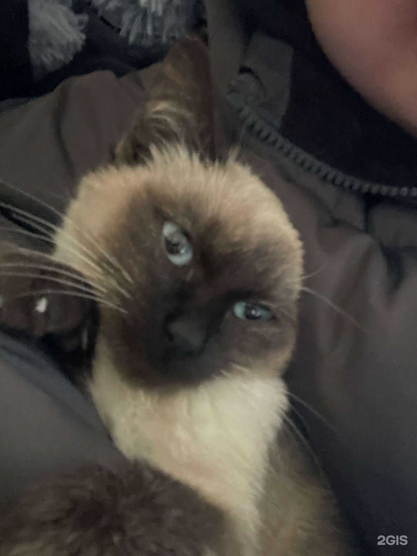 Отзывы на компанию К-9 в Иркутске c фото