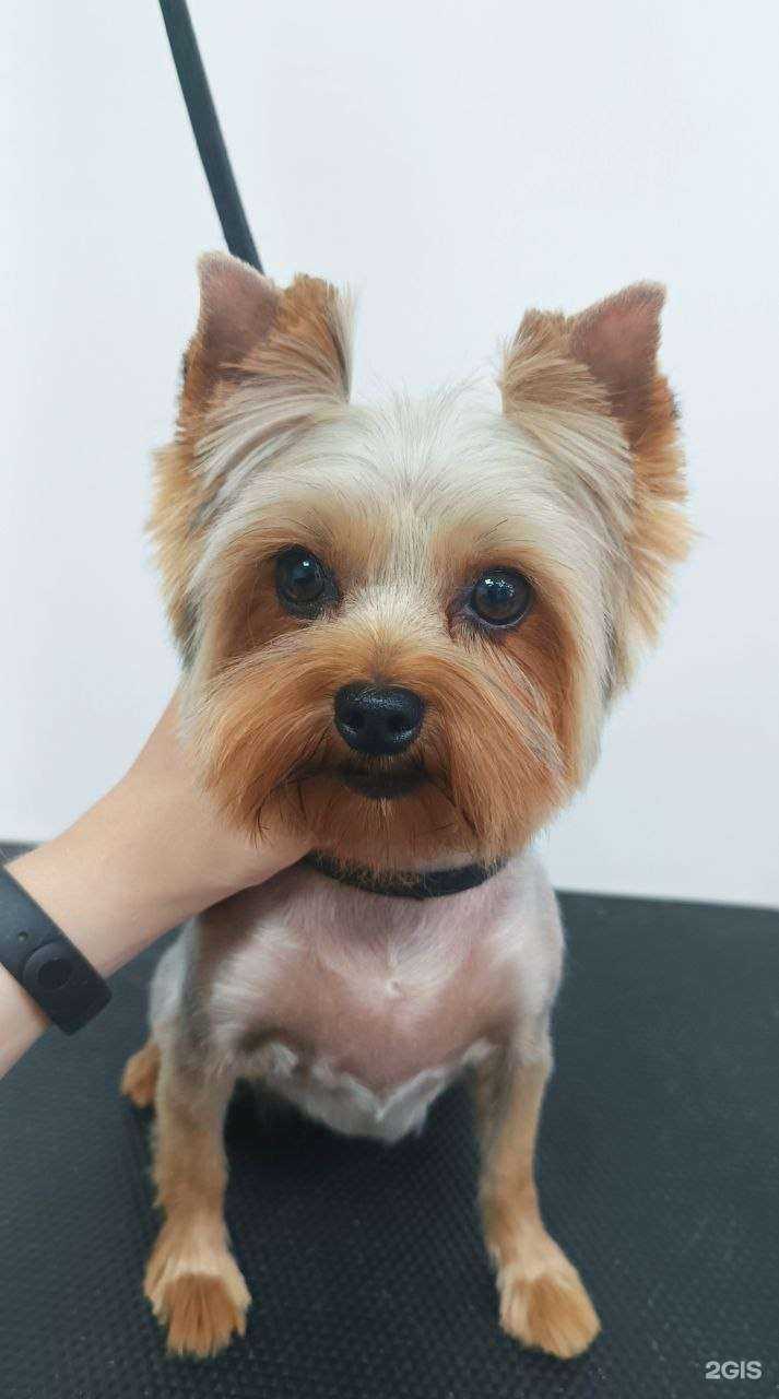 Отзывы на компанию Усы да хвосты в Тольятти c фото