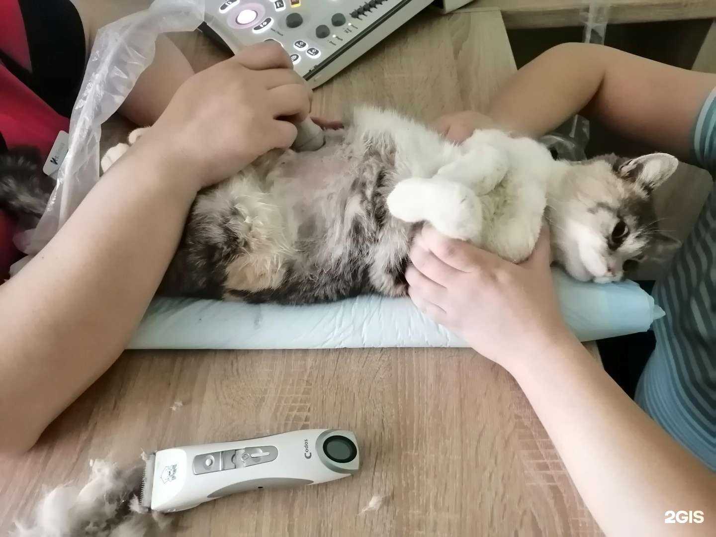 Отзывы на компанию Счастливая морда на Гидрострое в Краснодаре c фото