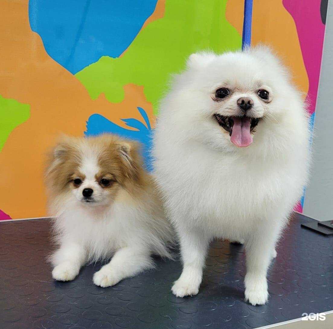 Отзывы на компанию Groom в Сочи c фото