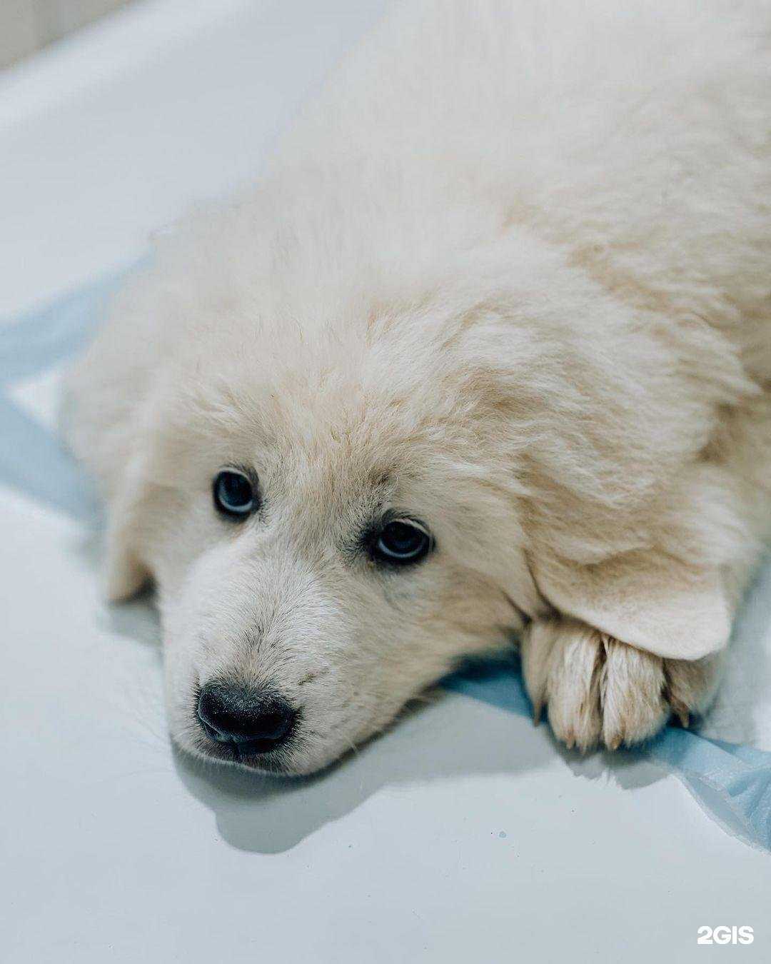 Отзывы на компанию Адлерская ветеринарная лечебница в г. Сочи c фото