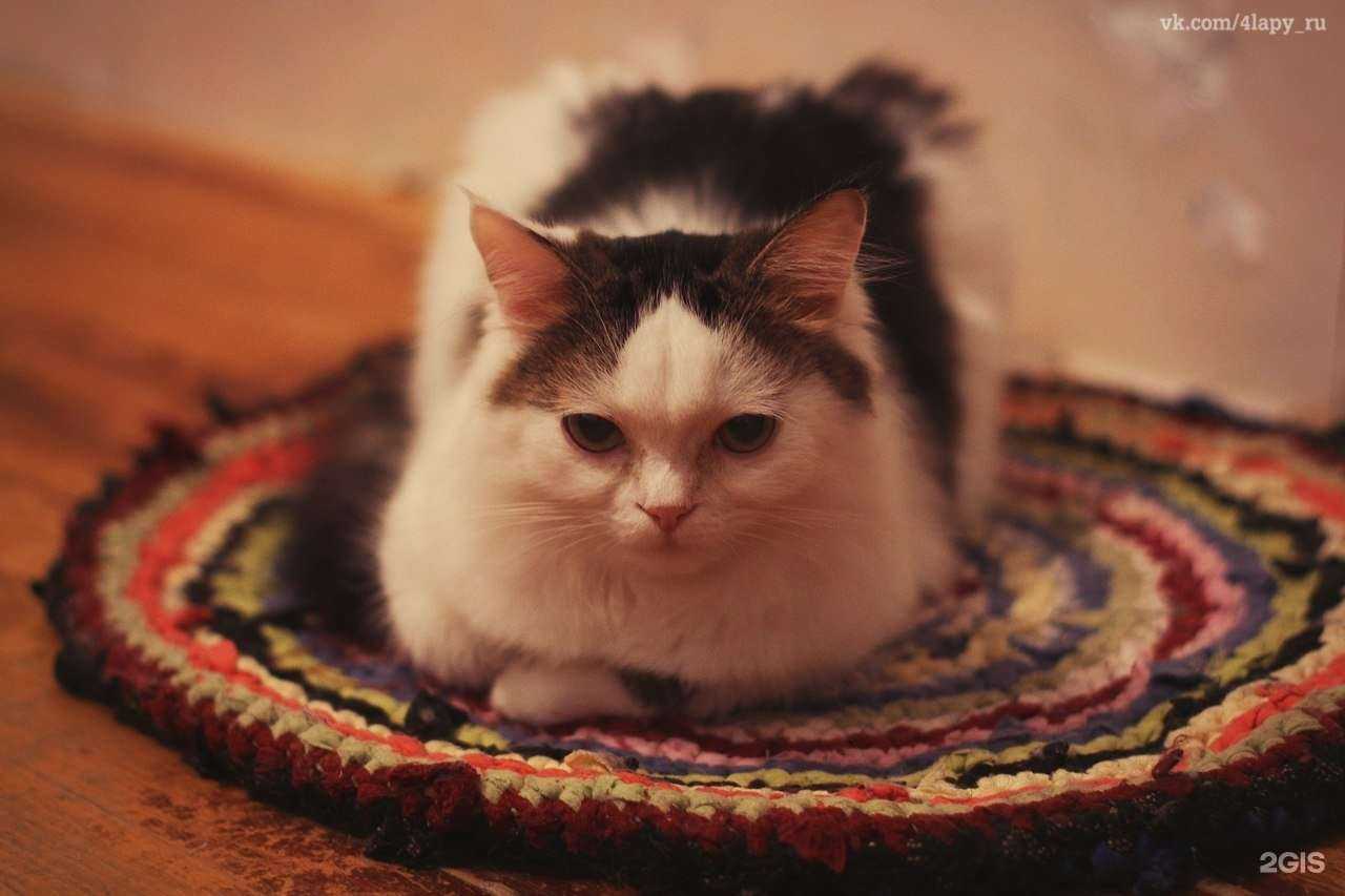 Отзывы на компанию Четыре лапы в Воронеже c фото