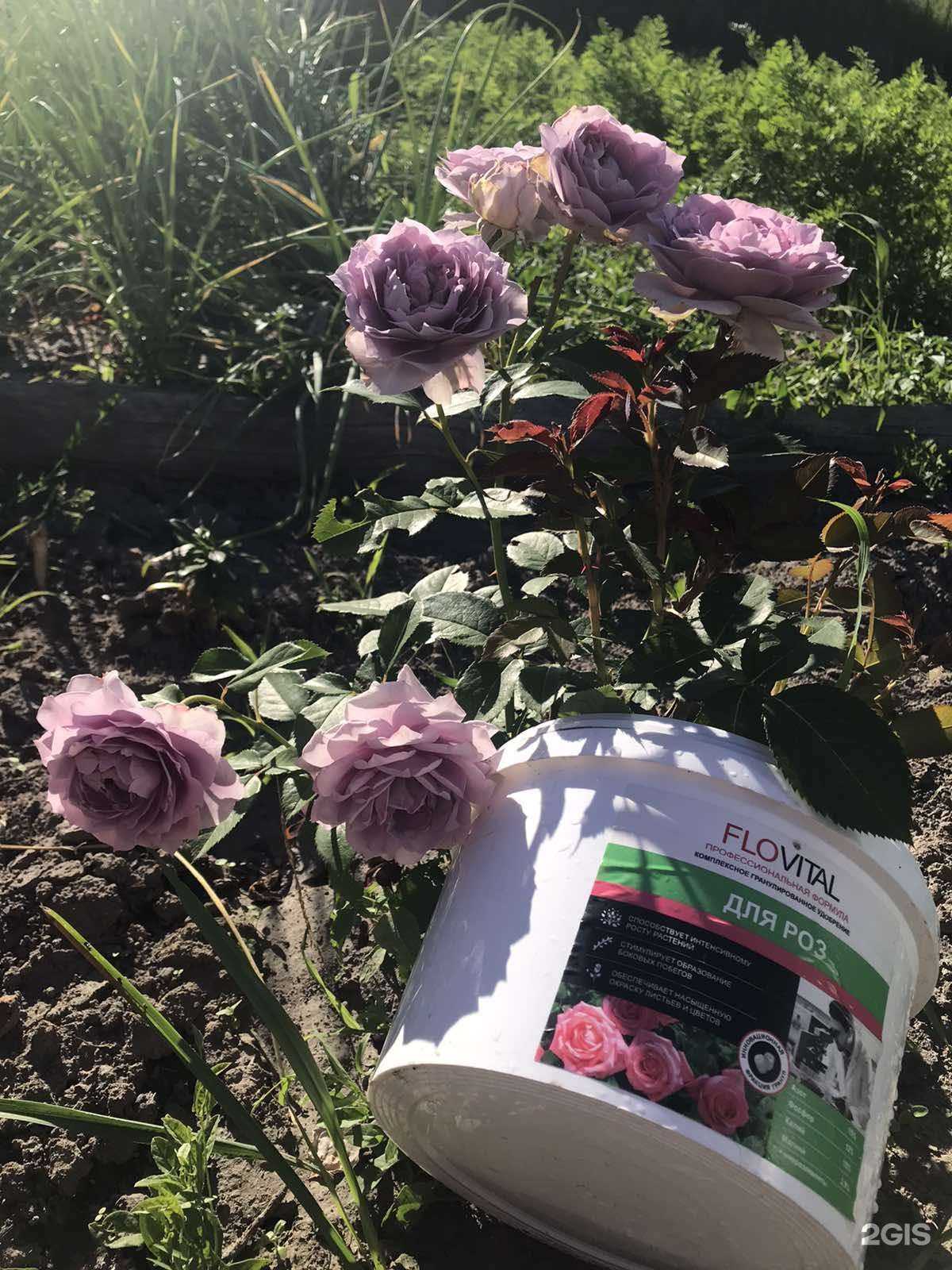 Отзывы на компанию Flovital в г. Дзержинск c фото