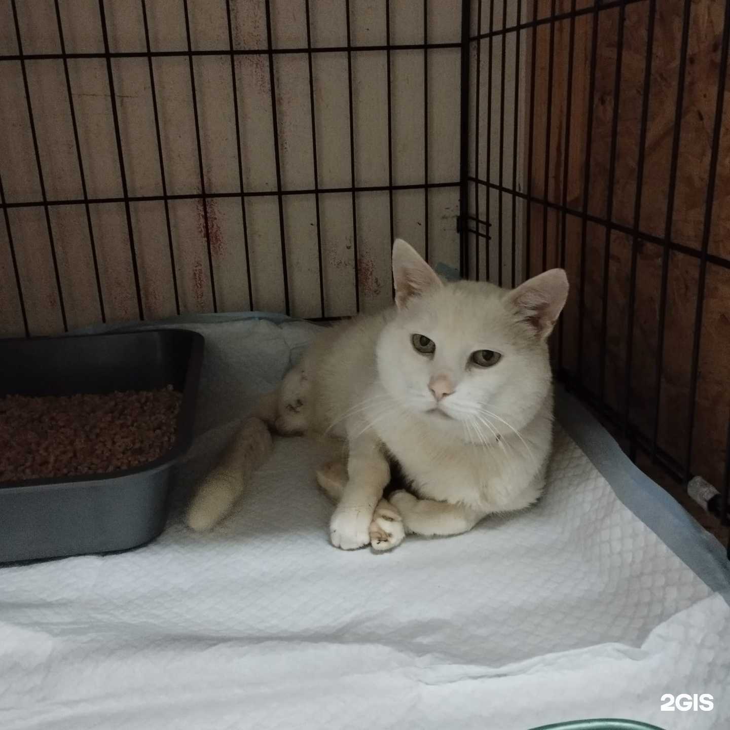 Отзывы на компанию Солнечный кот в г. Пятигорск c фото