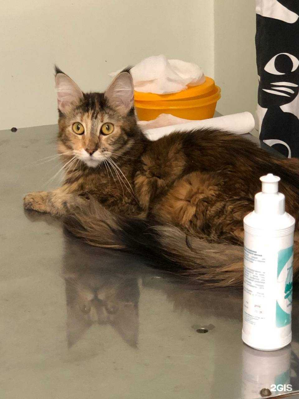 Отзывы на компанию Мой любимец в г. Курган c фото