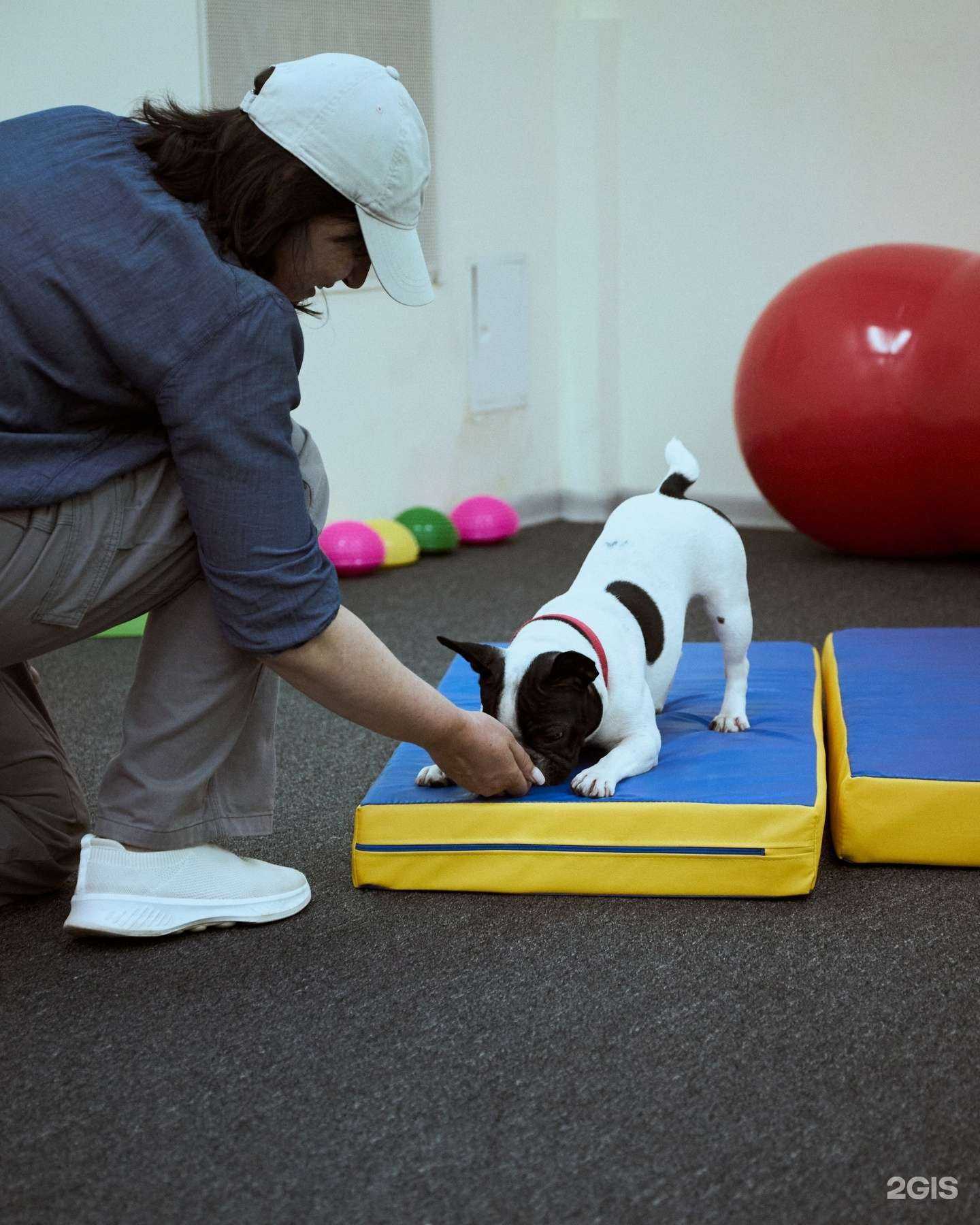 Отзывы на компанию ProСобак в Нижнем Новгороде c фото