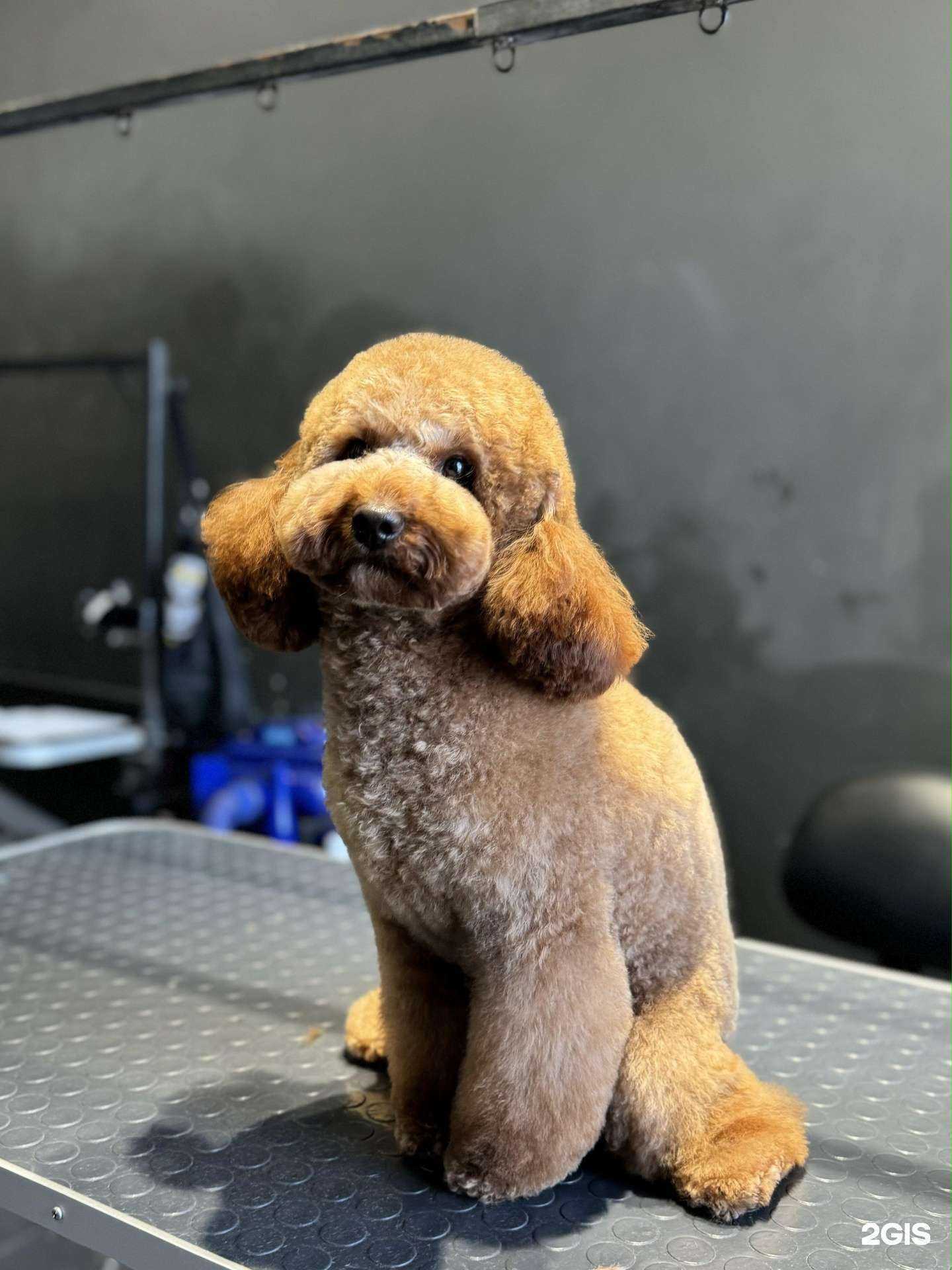 Отзывы на компанию BARBERDOG в Нижнем Новгороде c фото