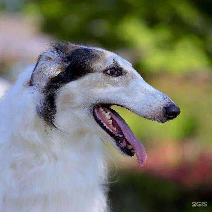 Отзывы на компанию Иркутская городская станция по борьбе с болезнями животных в Иркутске c фото - фотография 2 из 2