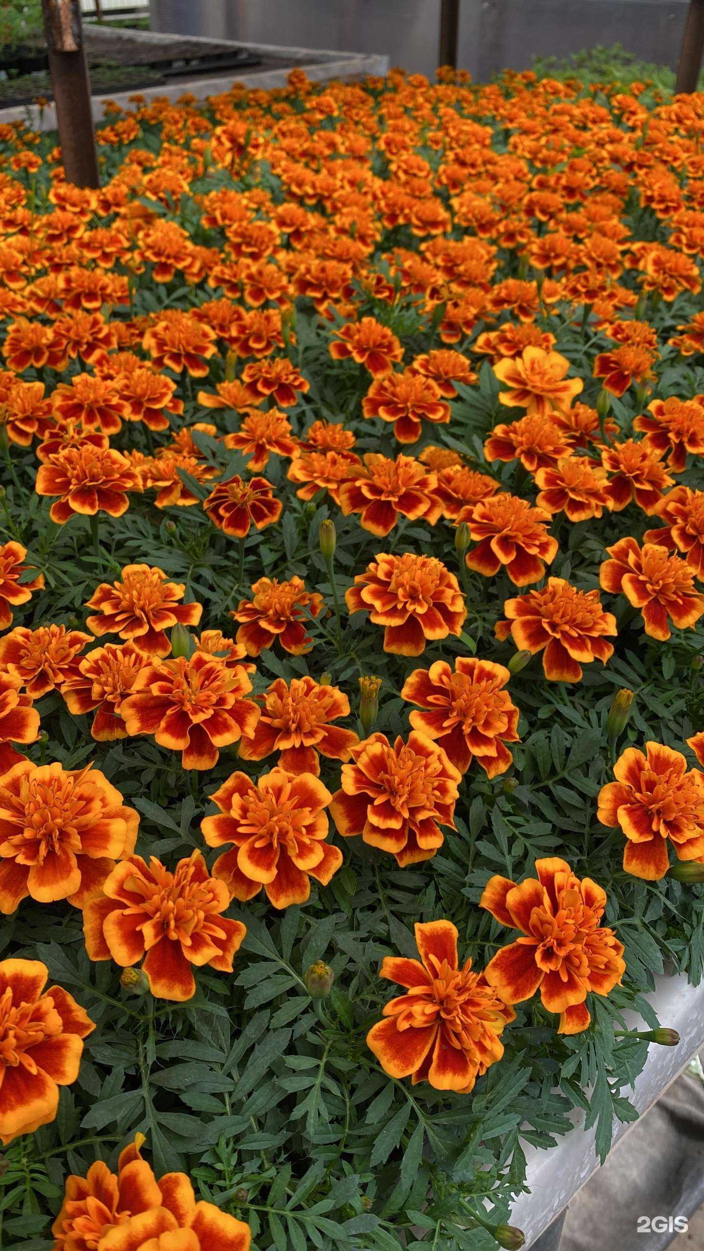 Отзывы на компанию Сибирские цветы в Новосибирске c фото