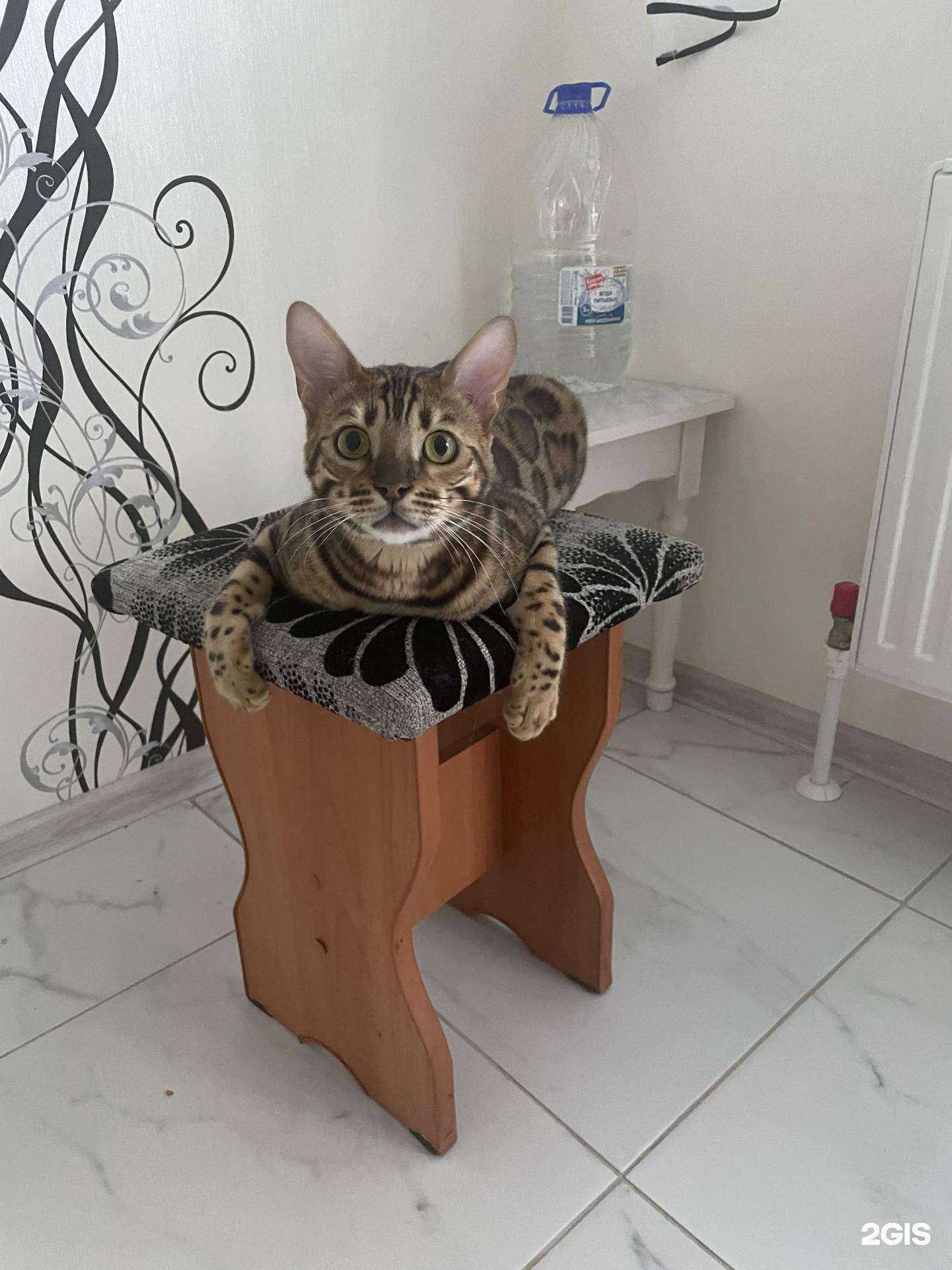 Отзывы на компанию Доктор А-вет в Тюмени c фото