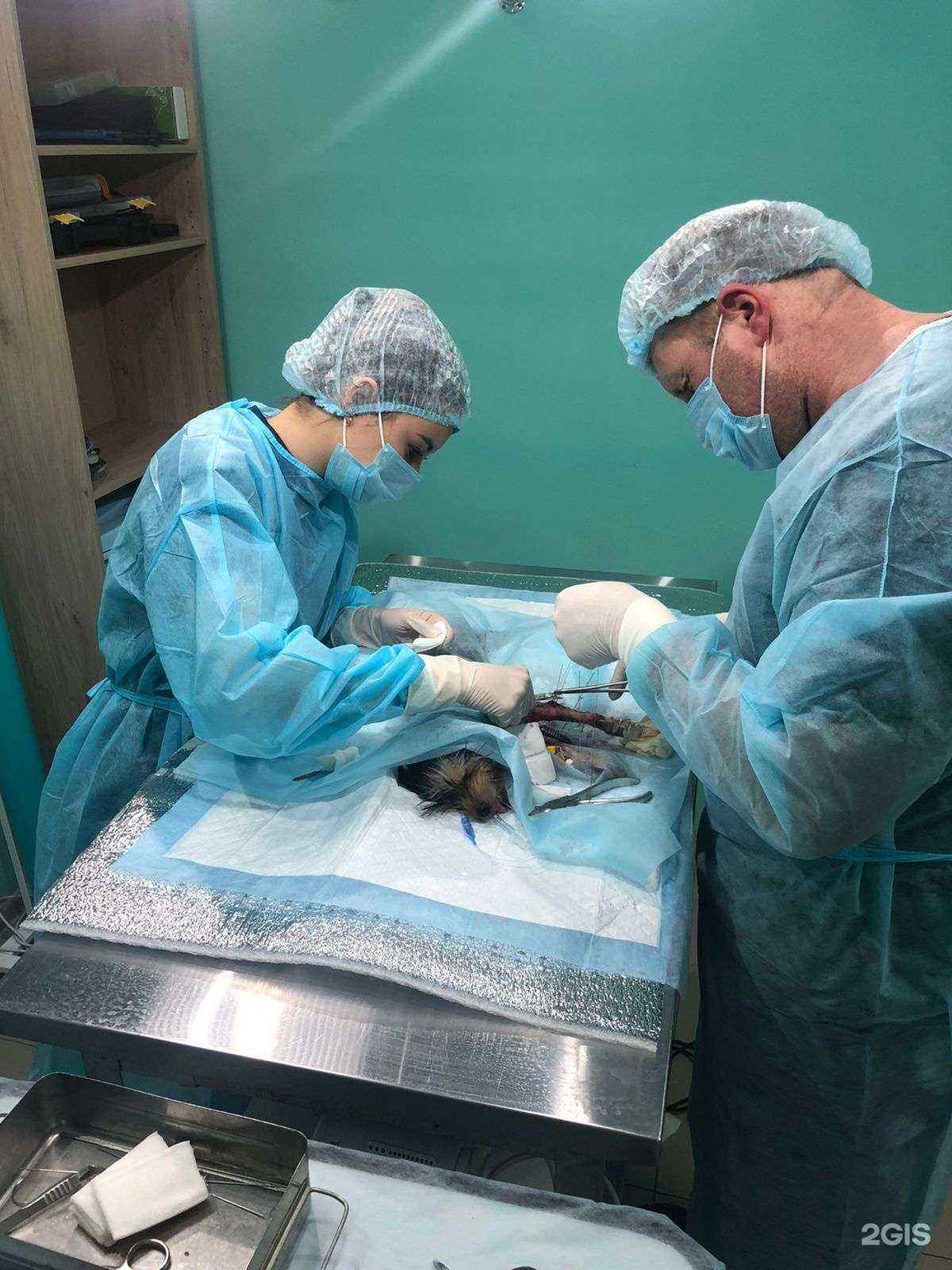 Отзывы на компанию Brovet в г. Краснодар c фото