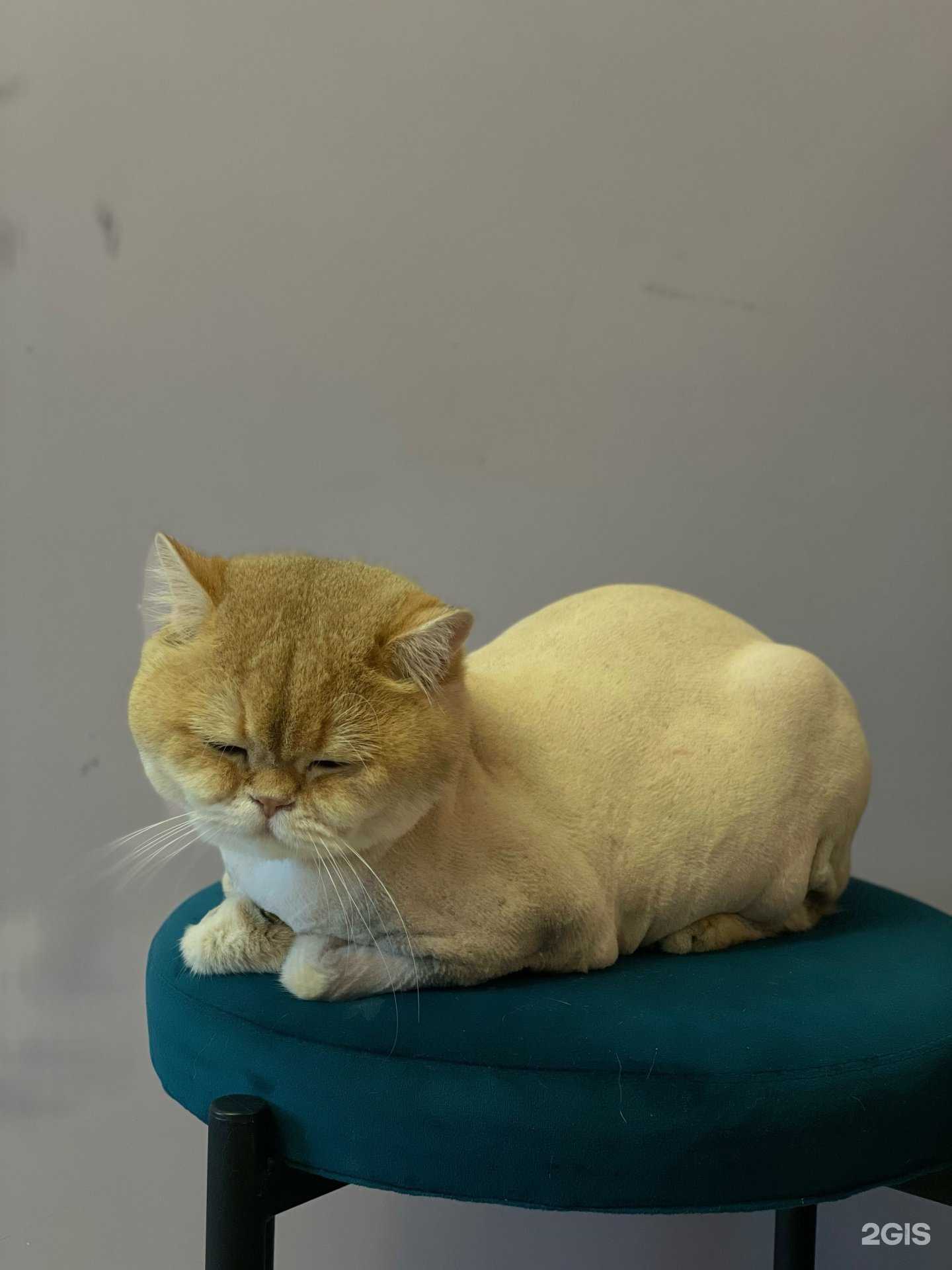 Отзывы на компанию Хвостик в Уфе c фото