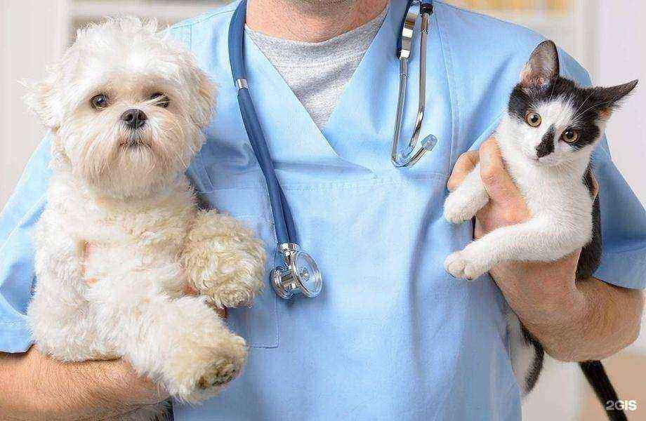 Отзывы на компанию ZorgeVet в Уфе c фото