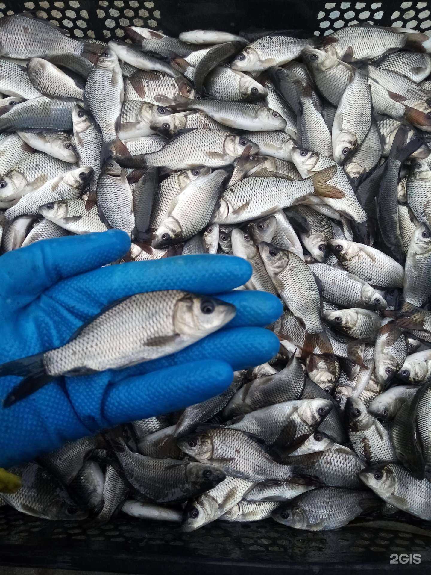 Отзывы на компанию Рыбопосадочный материал в г. Копейск c фото