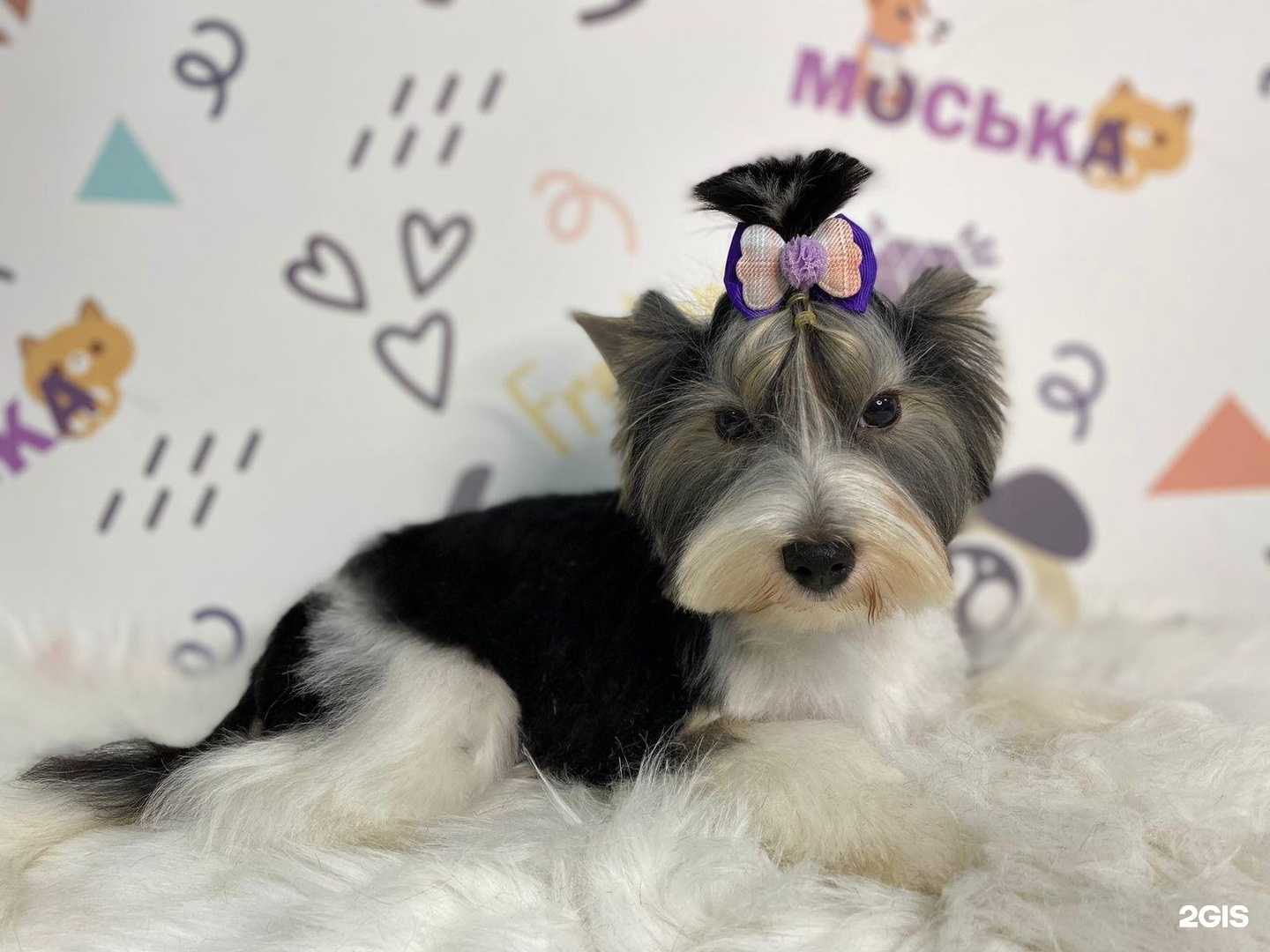 Отзывы на компанию Моська в Хабаровске c фото