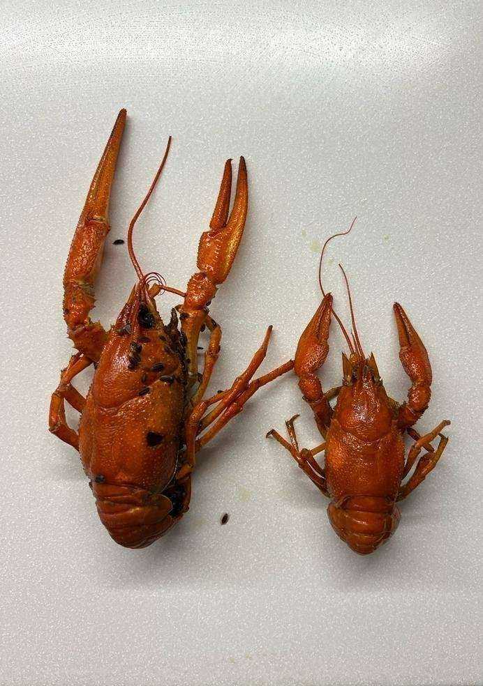 Отзывы на компанию Барбаши в г. Самара c фото