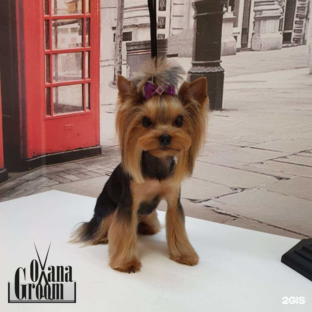 Отзывы на компанию Oxanagroom в Екатеринбурге c фото