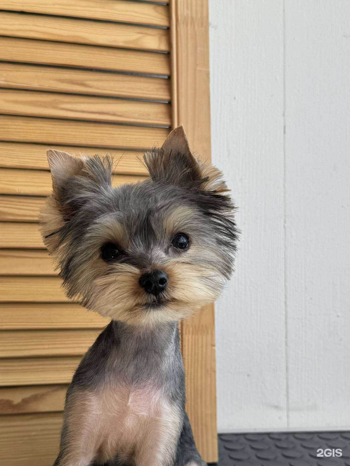 Отзывы на компанию Dog Life в Новосибирске c фото