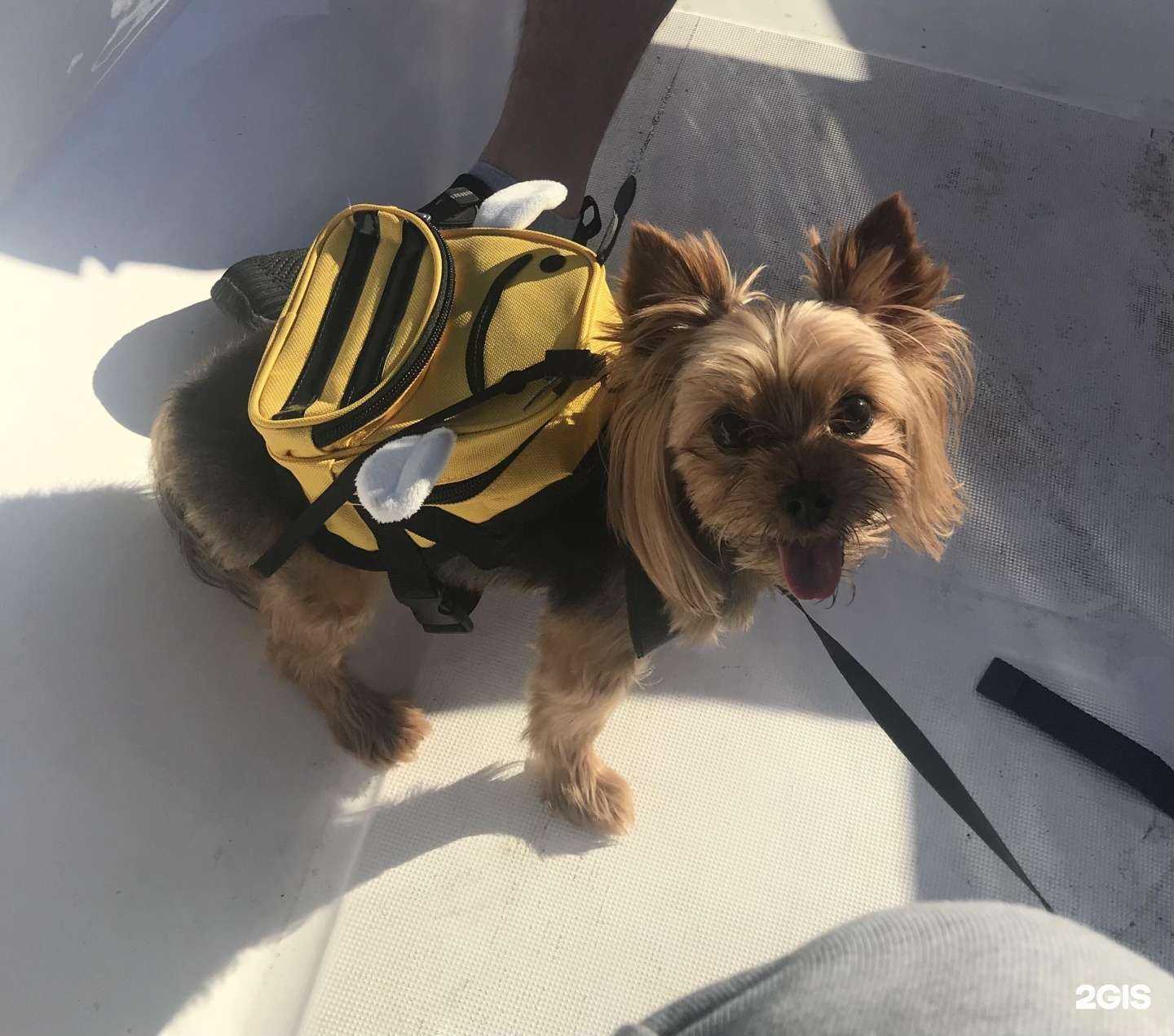 Отзывы на компанию Магазин зоотоваров в г. Красноярск c фото