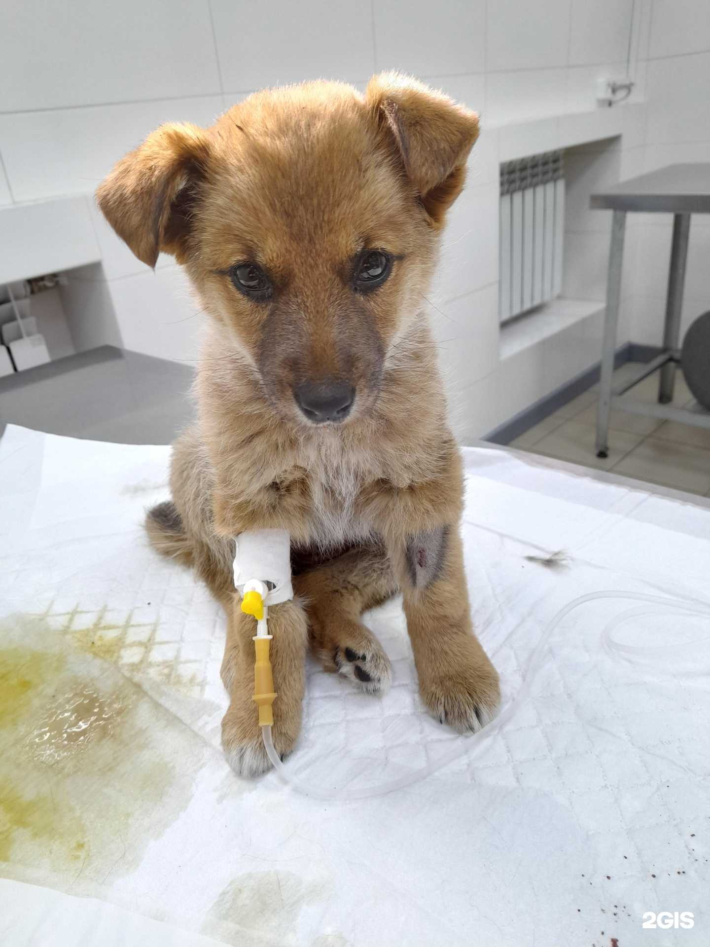 Отзывы на компанию Зоосервис плюс в г. Чита c фото