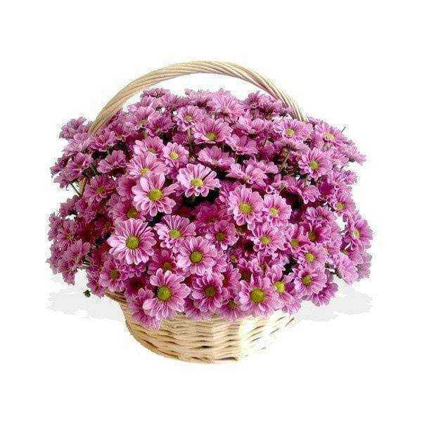 Отзывы на компанию Флора-дизайн в г. Петрозаводск c фото