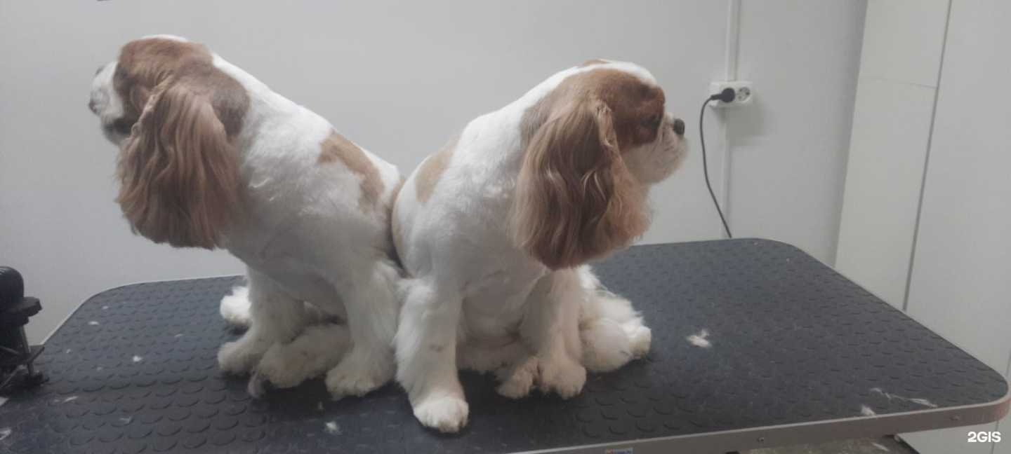 Отзывы на компанию Нюша в г. Белгород c фото