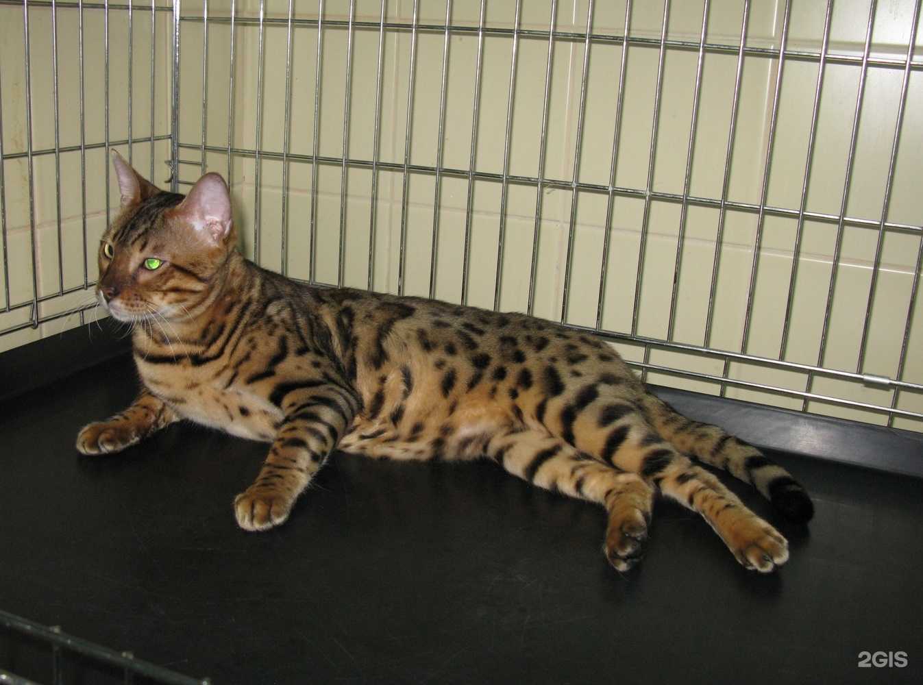 Отзывы на компанию Ветеринарный кабинет в г. Саратов c фото