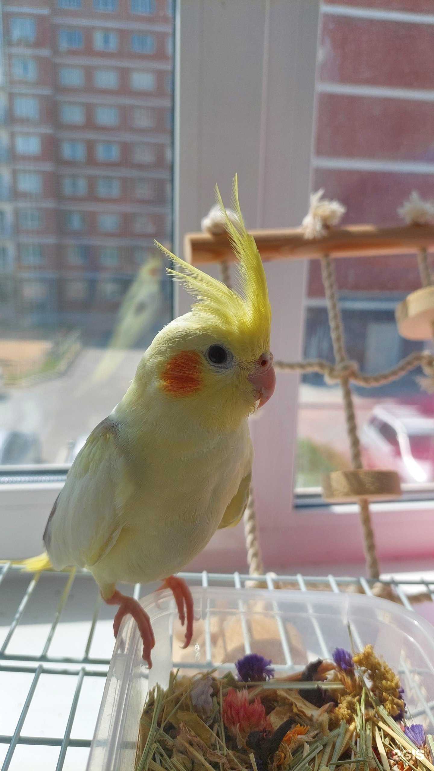 Отзывы на компанию Чижик и Пыжик в Хабаровске c фото