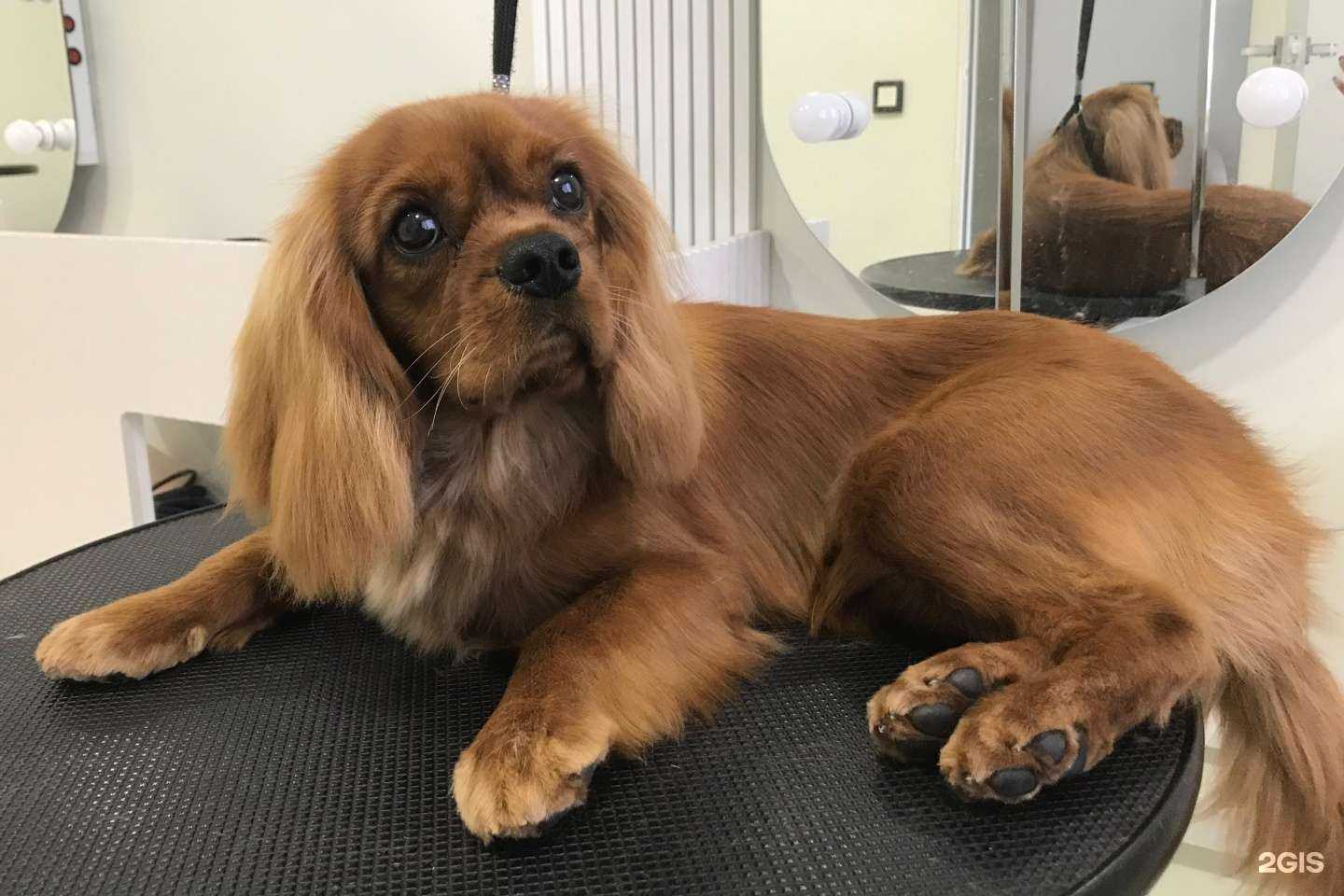 Отзывы на компанию Котопес в Альметьевске c фото