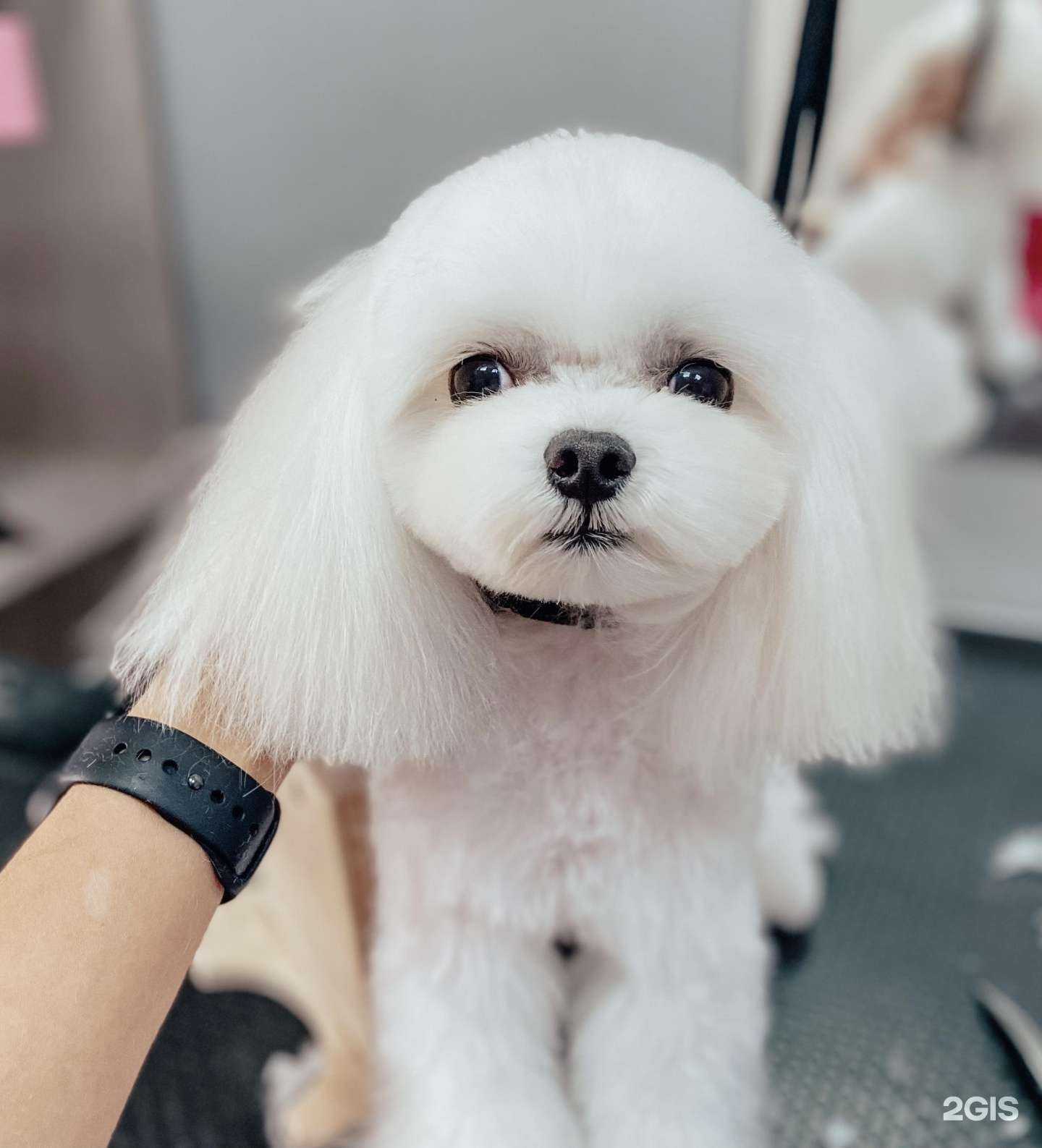 Отзывы на компанию Груминг-салон на Мамайке в Сочи c фото