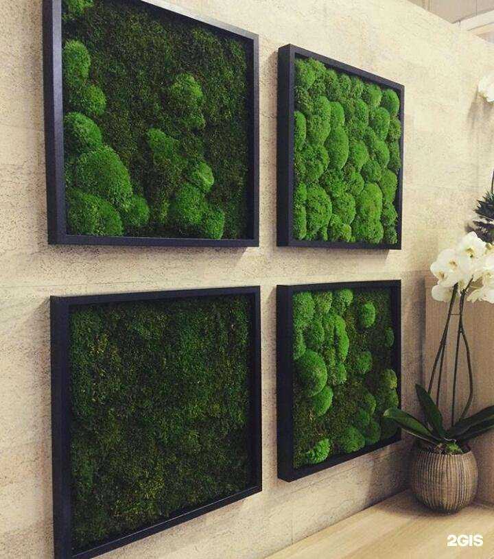 Отзывы на компанию Бонсай-Самара в г. Самара c фото