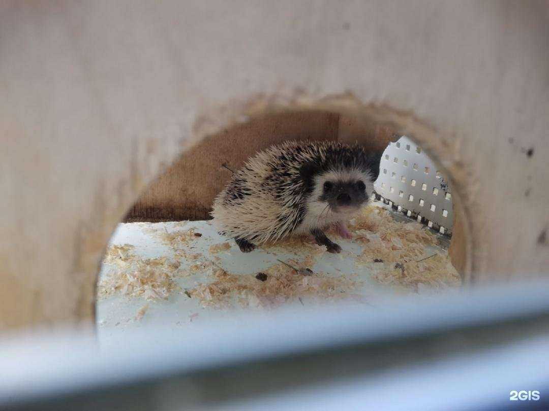 Отзывы на компанию Зверье мое в Кирове c фото