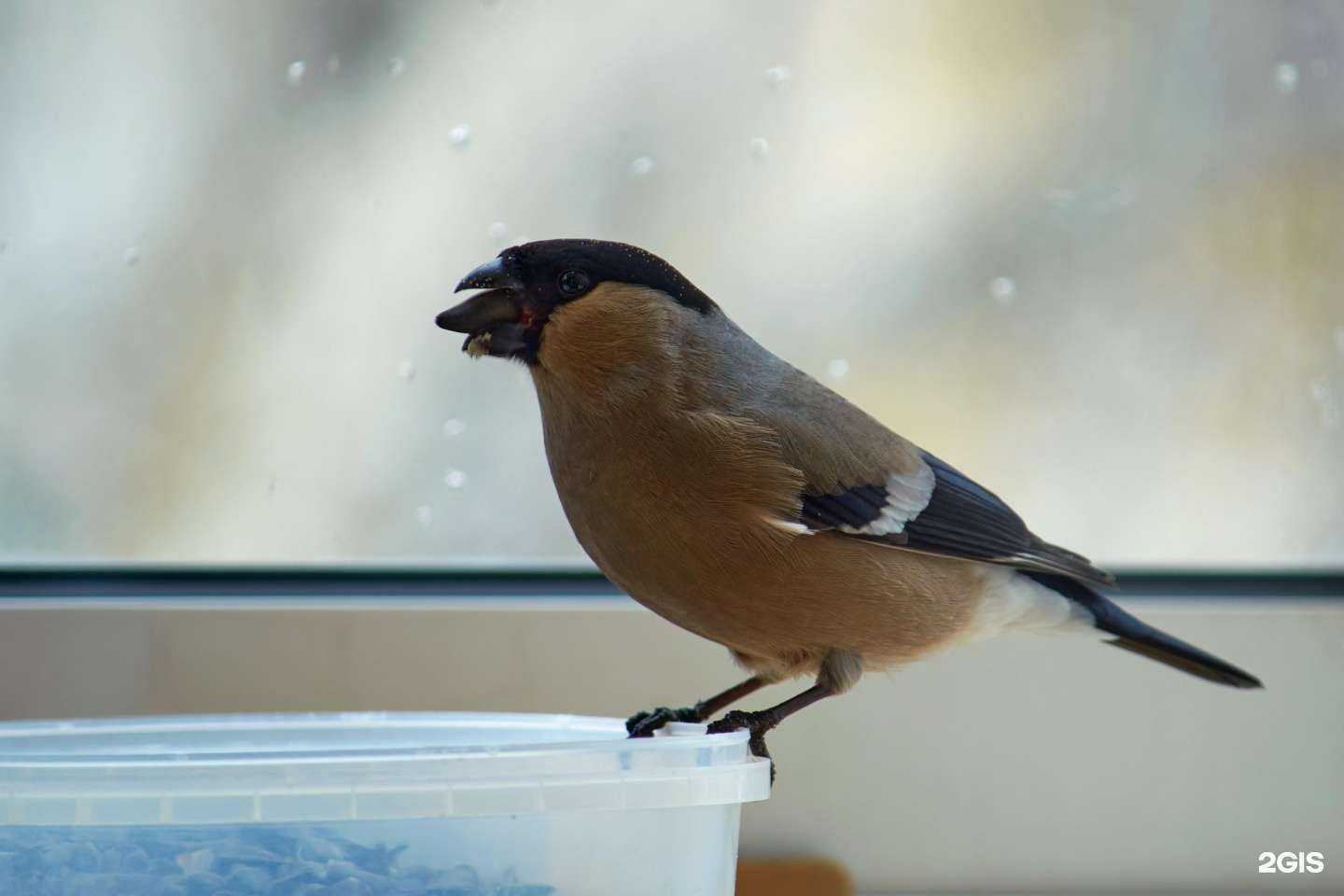 Отзывы на компанию NutsPro в г. Екатеринбург c фото