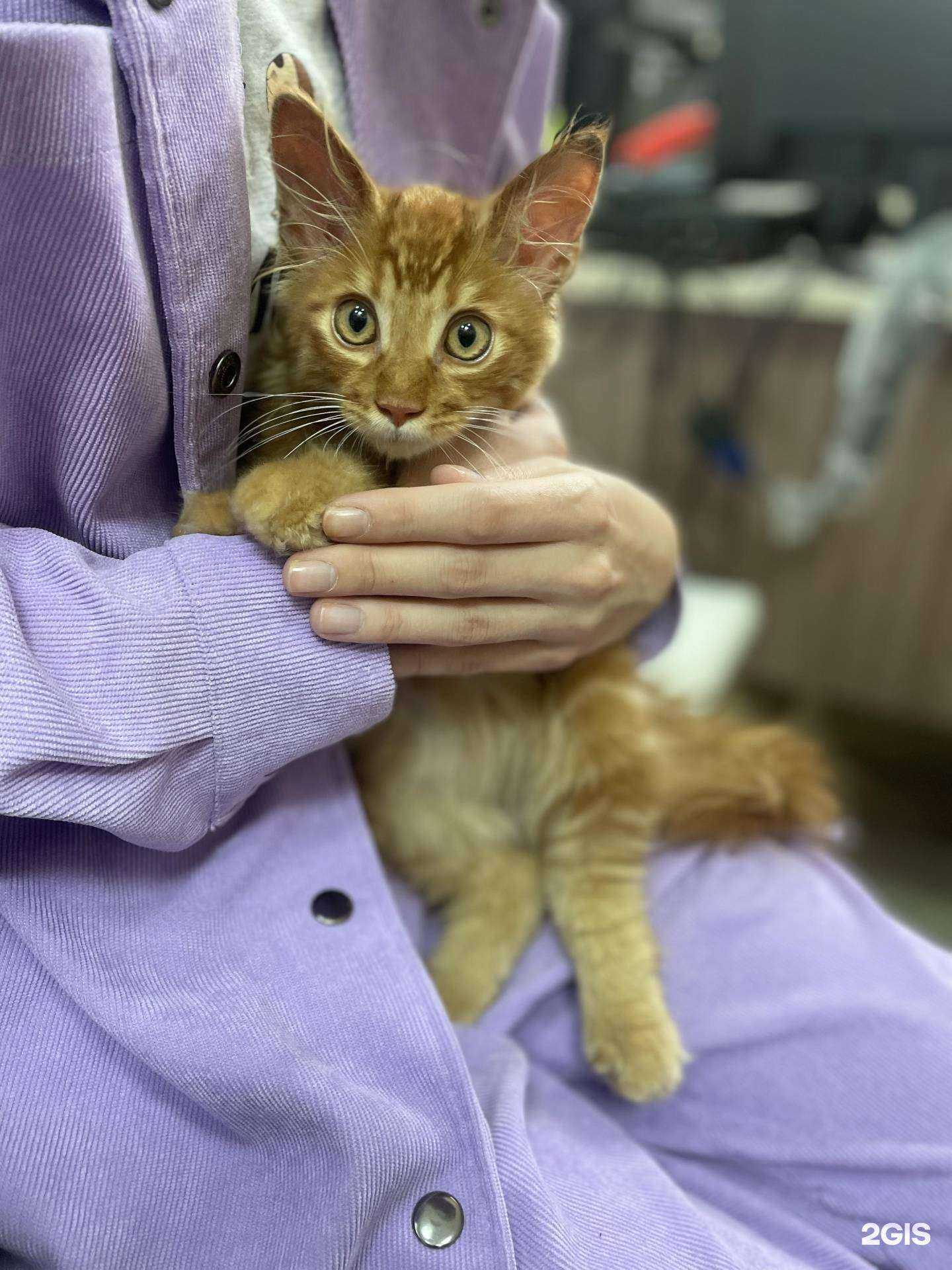 Отзывы на компанию Носики Хвостики в Владивостоке c фото