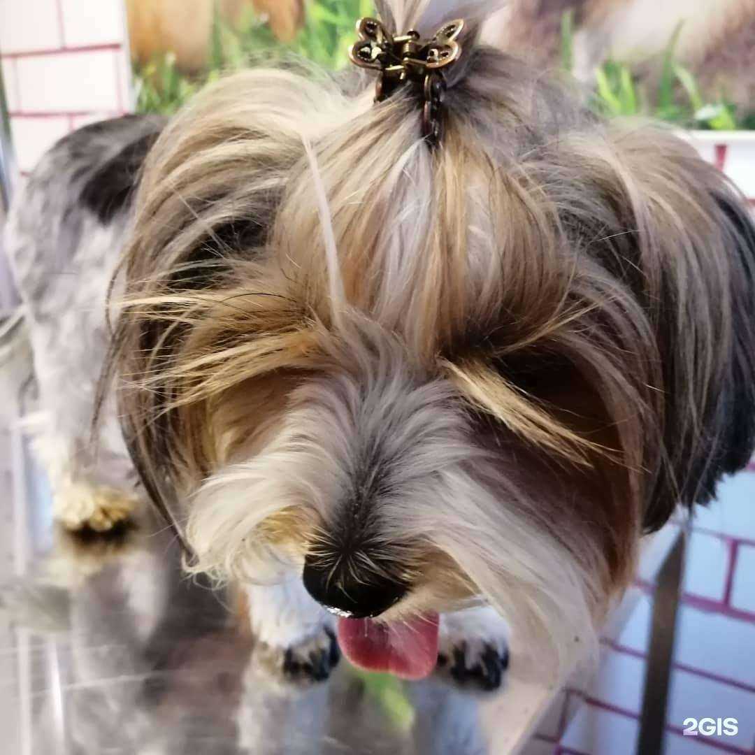 Отзывы на компанию Приемная доктора Айболита в Воронеже c фото