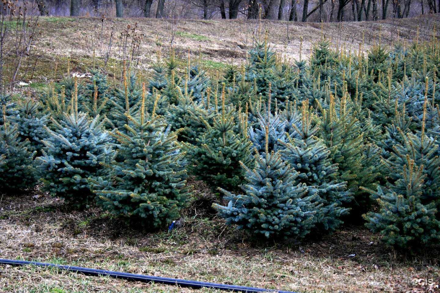 Отзывы на компанию ЗеленСтрой в г. Курск c фото