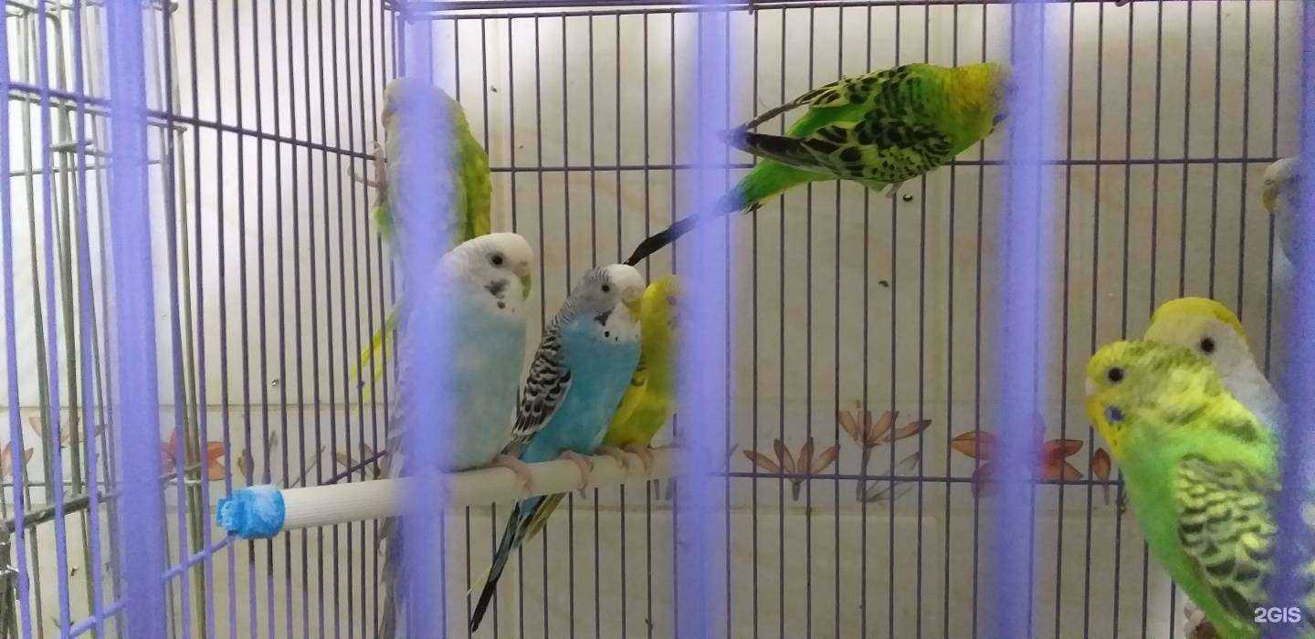 Отзывы на компанию Рыжий пес в г. Ярославль c фото