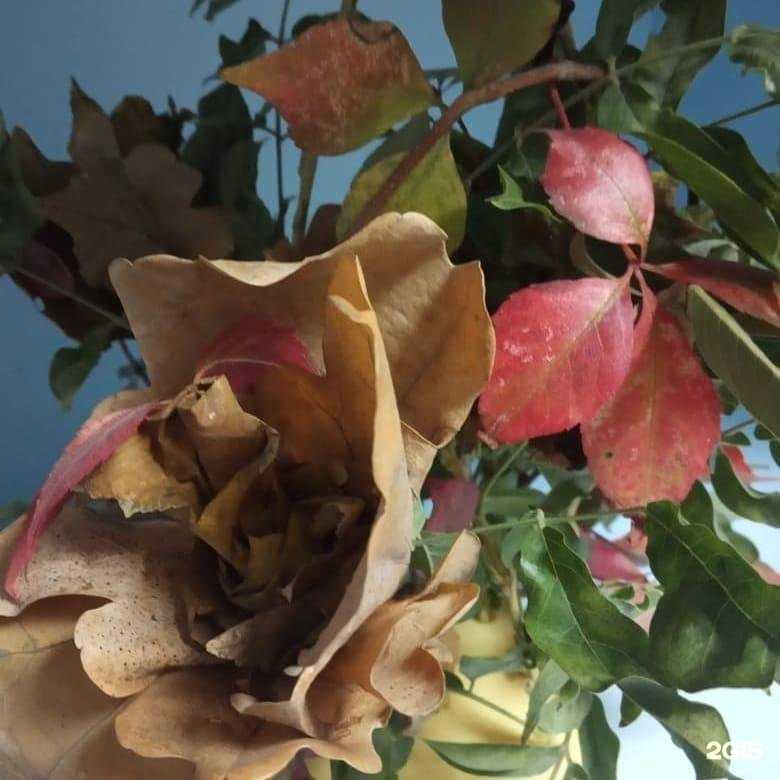 Отзывы на компанию Ладушки в г. Краснодар c фото