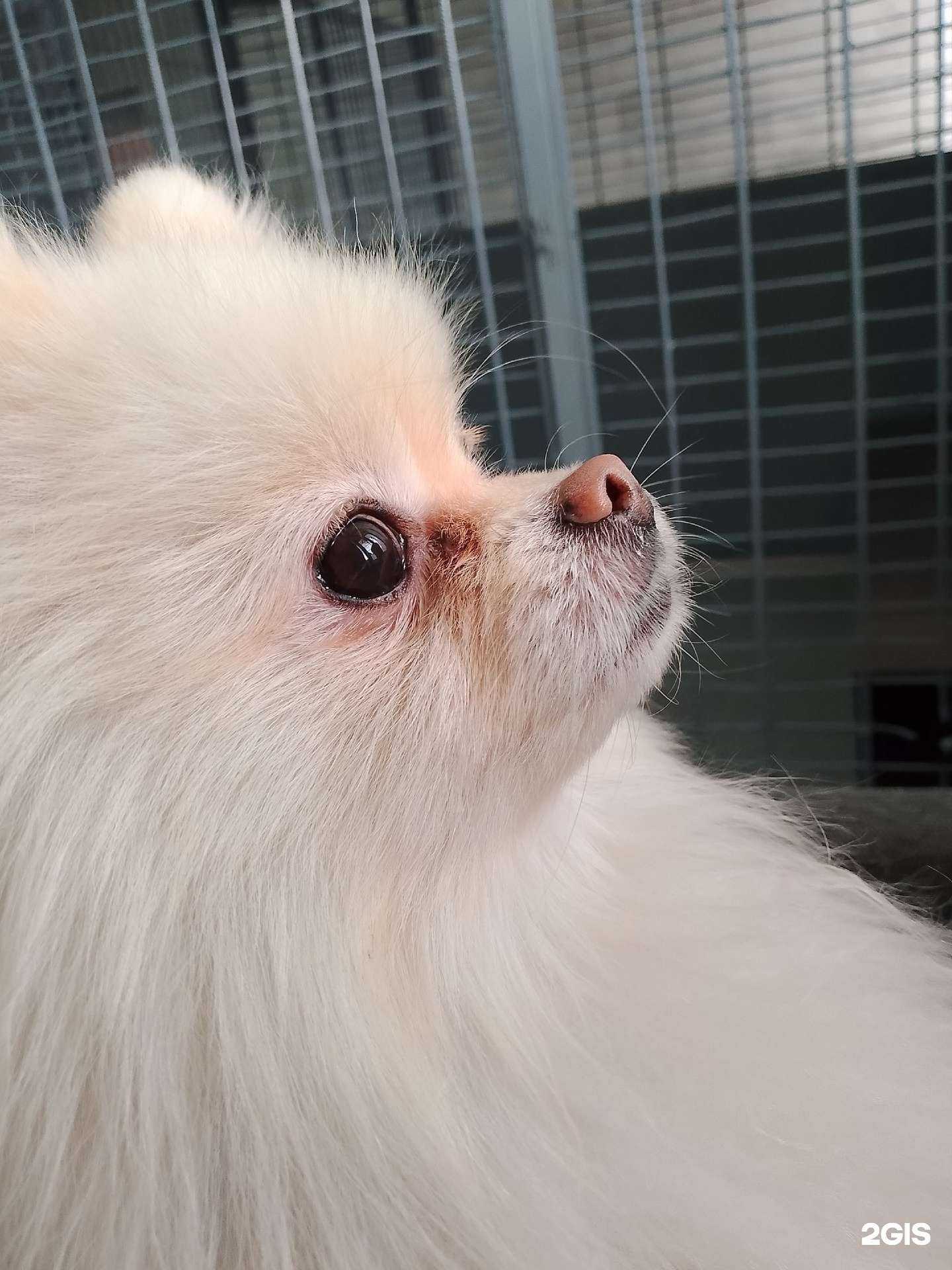 Отзывы на компанию Зооотель в Великом Новгороде c фото