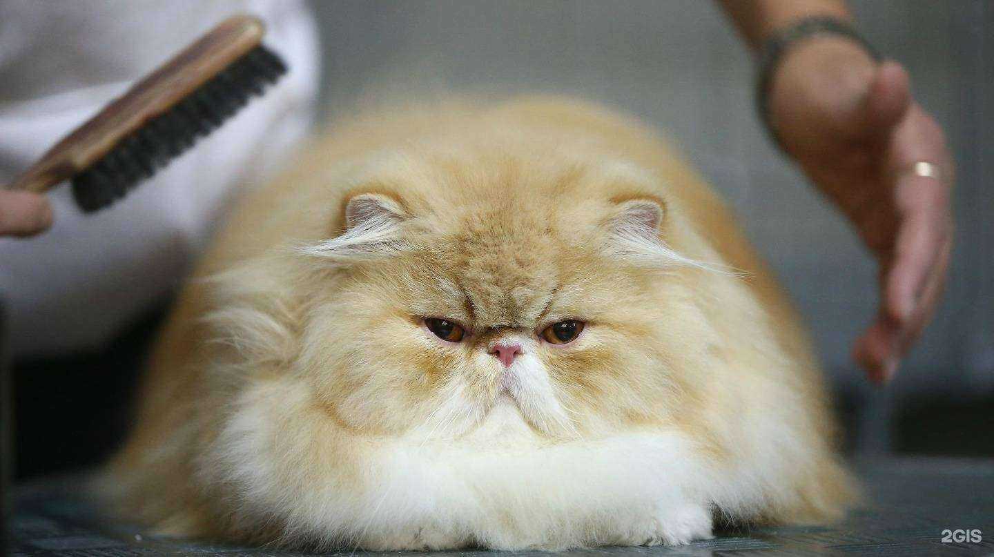 Отзывы на компанию Зоогалерея в Ярославле c фото