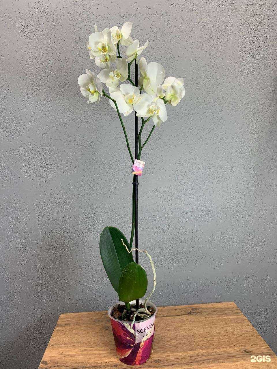 Отзывы на компанию Арт-букет в Ярославле c фото