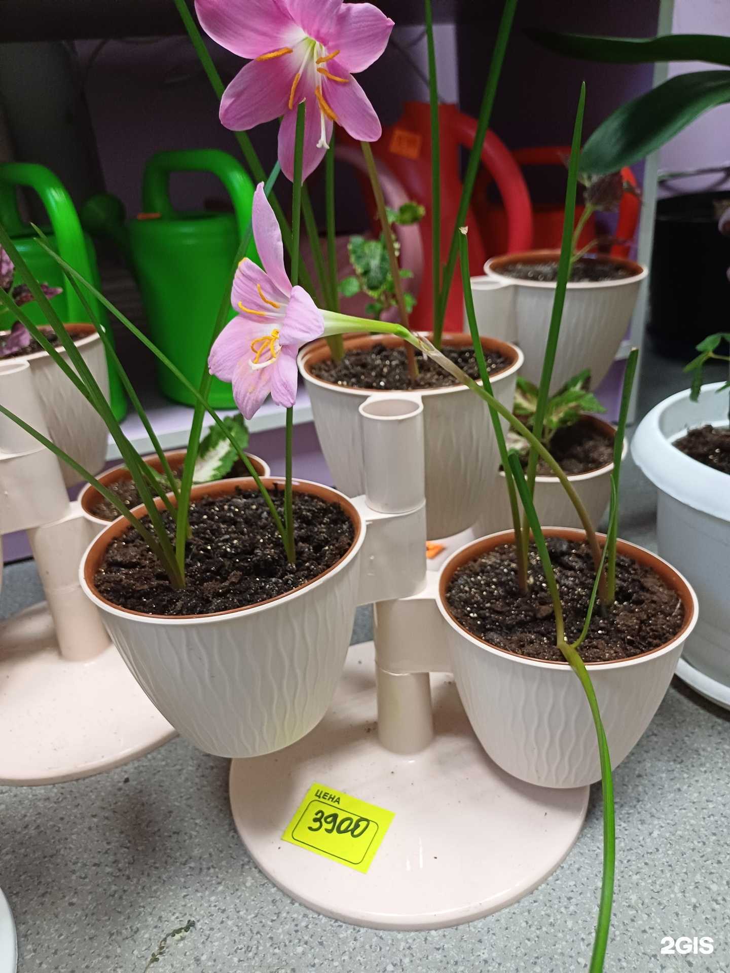 Отзывы на компанию Flower Stories в Челябинске c фото