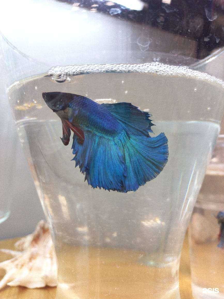 Отзывы на компанию Кошкин дом в г. Волгоград c фото