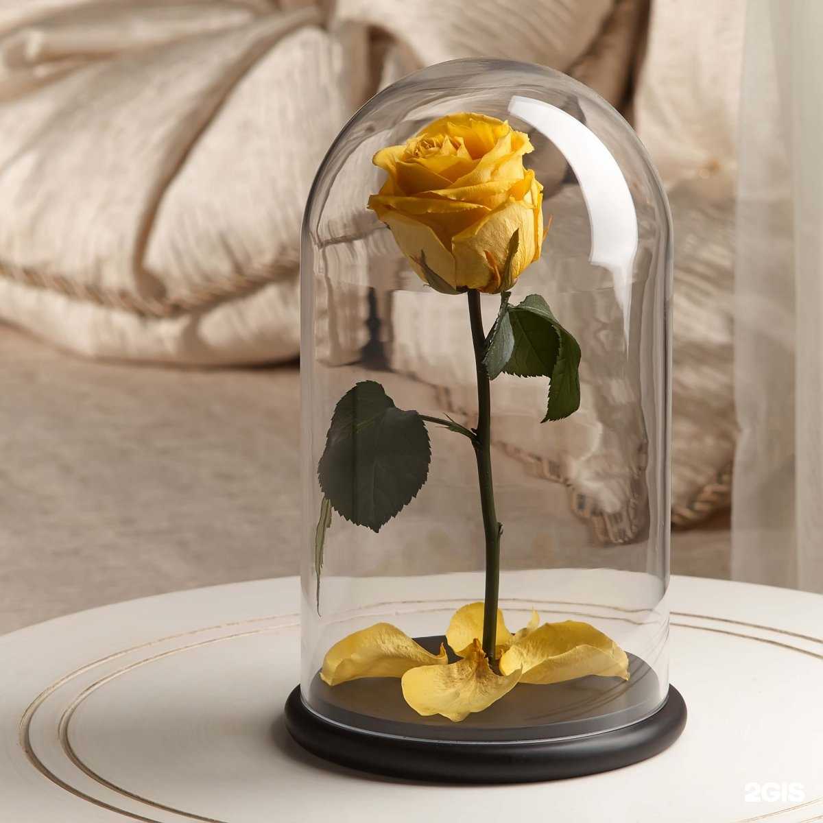 Отзывы на компанию Вечная роза в Краснодаре c фото