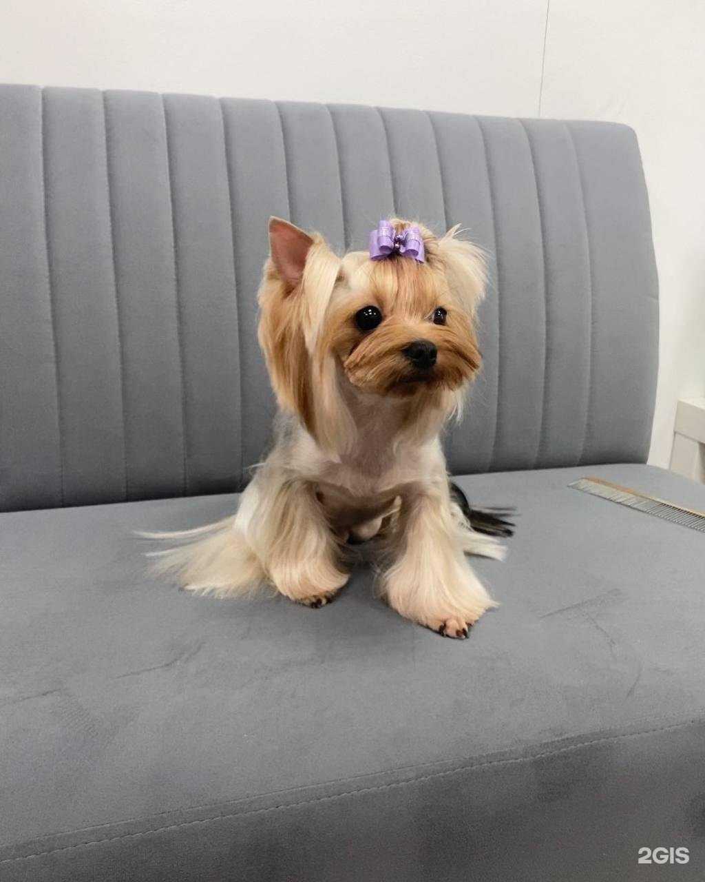 Отзывы на компанию Kerry&Pets в г. Ханты-Мансийск c фото